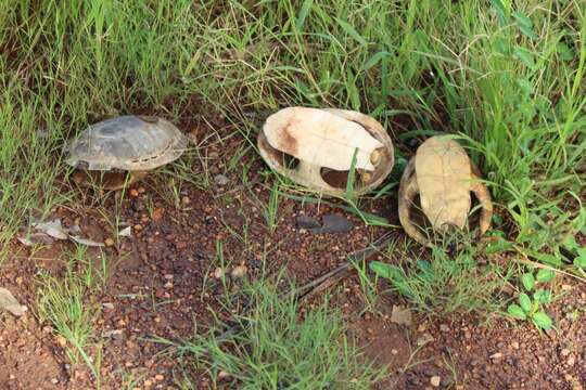 Image of Chelodina kurrichalpongo