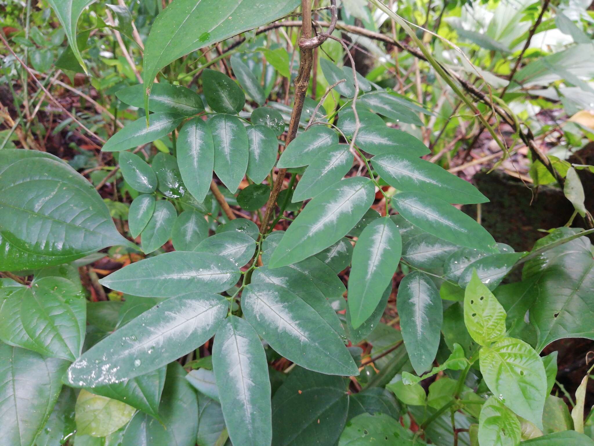 صورة Breynia androgyna (L.) Chakrab. & N. P. Balakr.