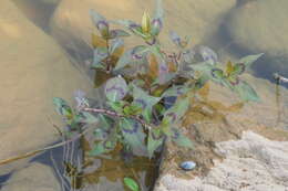Image of Persicaria barbata (L.) H. Hara