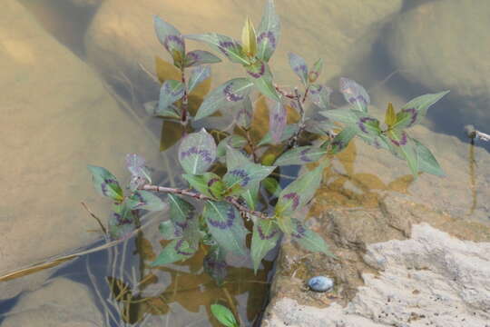 Imagem de Persicaria barbata (L.) H. Hara