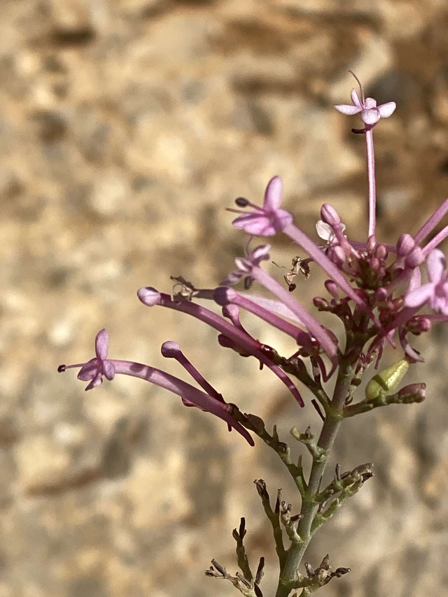 Image of Centranthus longiflorus Stev.