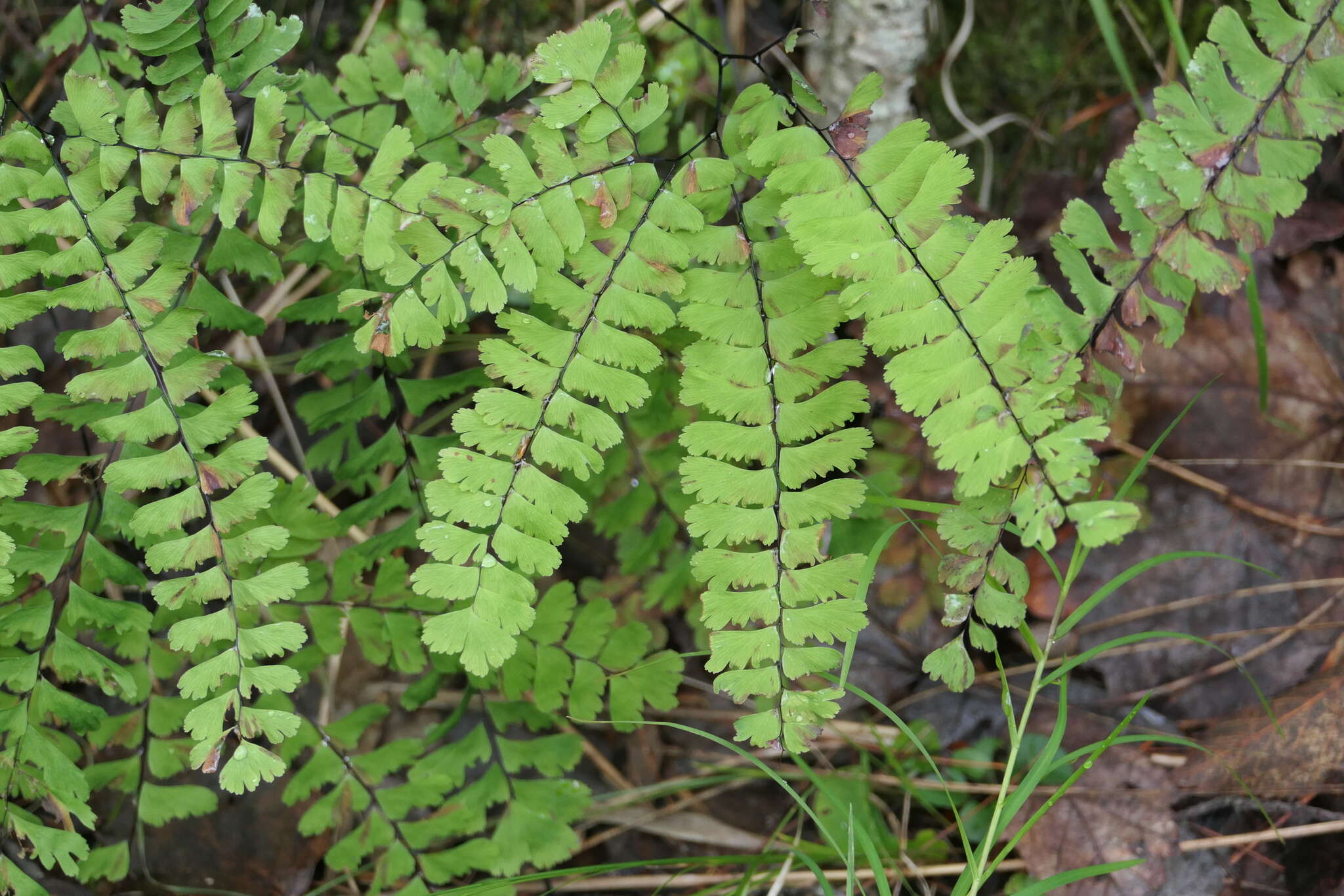 Imagem de Adiantum viridimontanum Paris