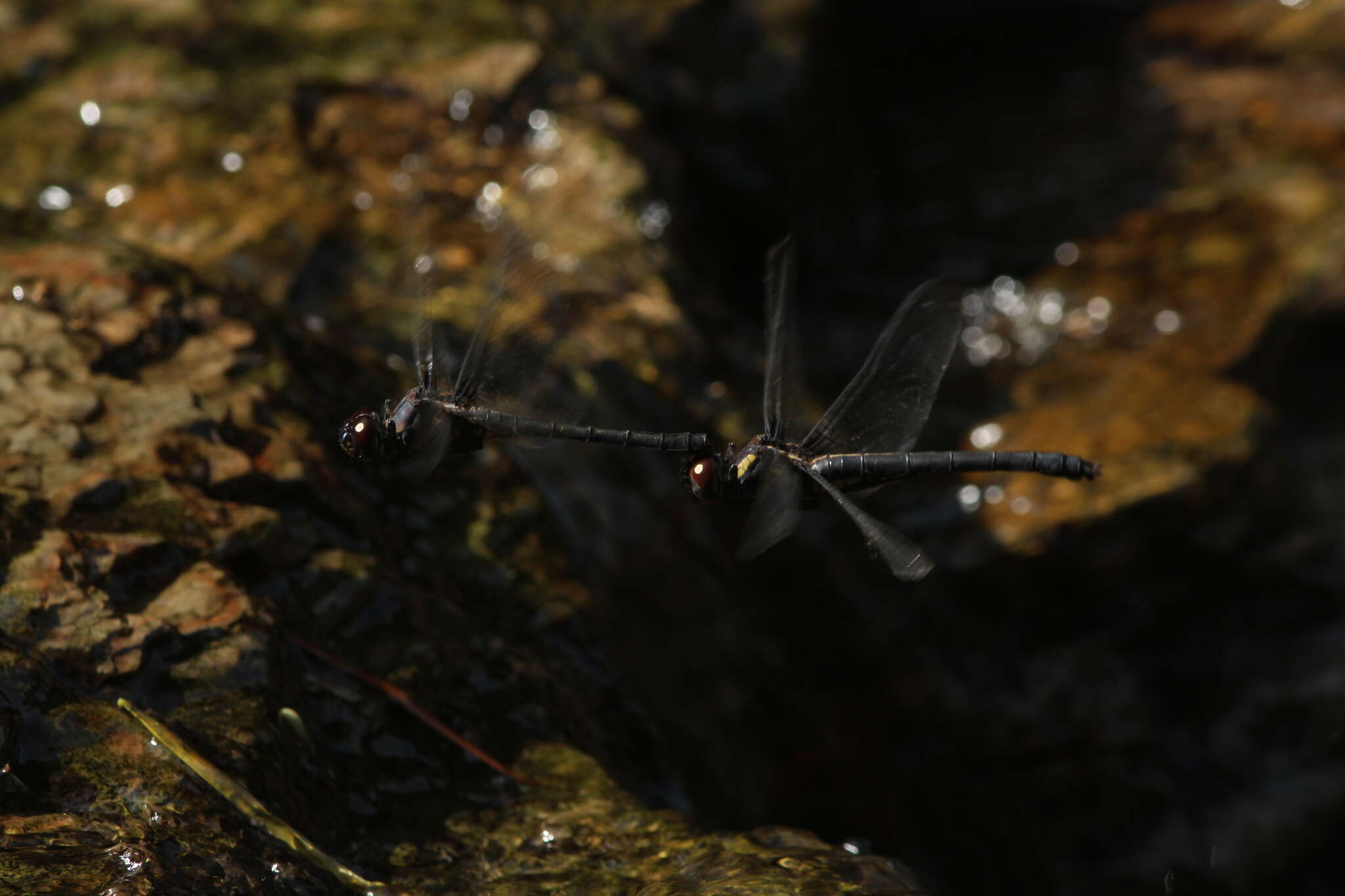 Image of Zygonyx takasago Asahina 1966