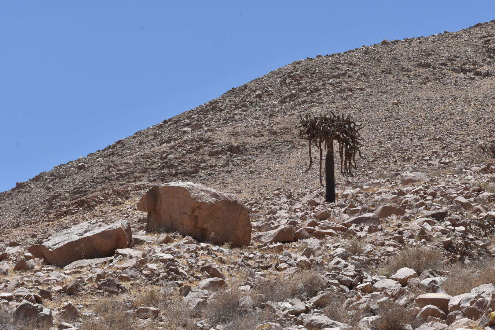 Image of Browningia candelaris (Meyen) Britton & Rose