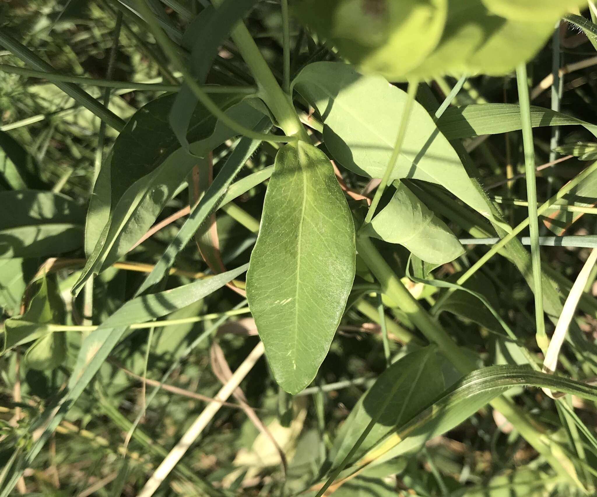 Image of Euphorbia salicifolia Host