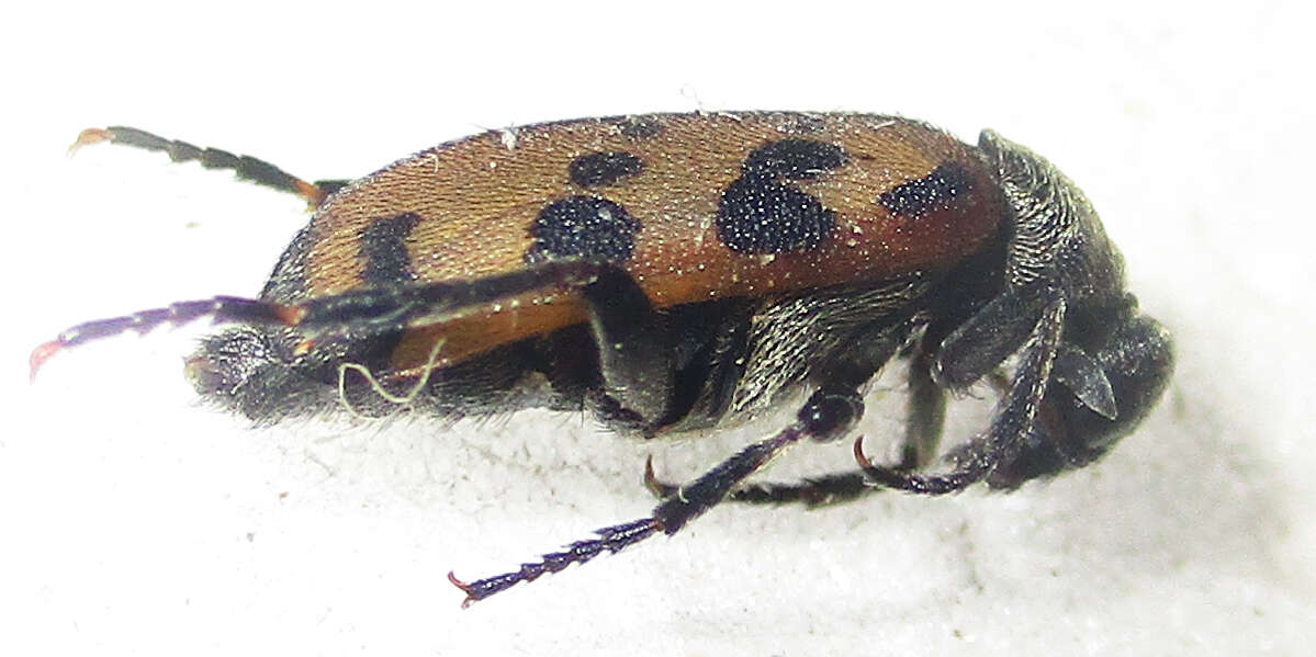 Image of <i>Hycleus transvaalicus</i>