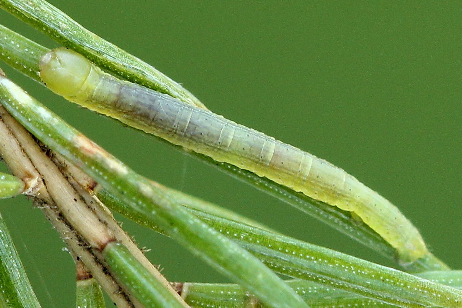 Bupalus resmi