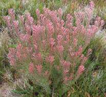 Image of Leucadendron cinereum (Sol. ex Aiton) R. Br.