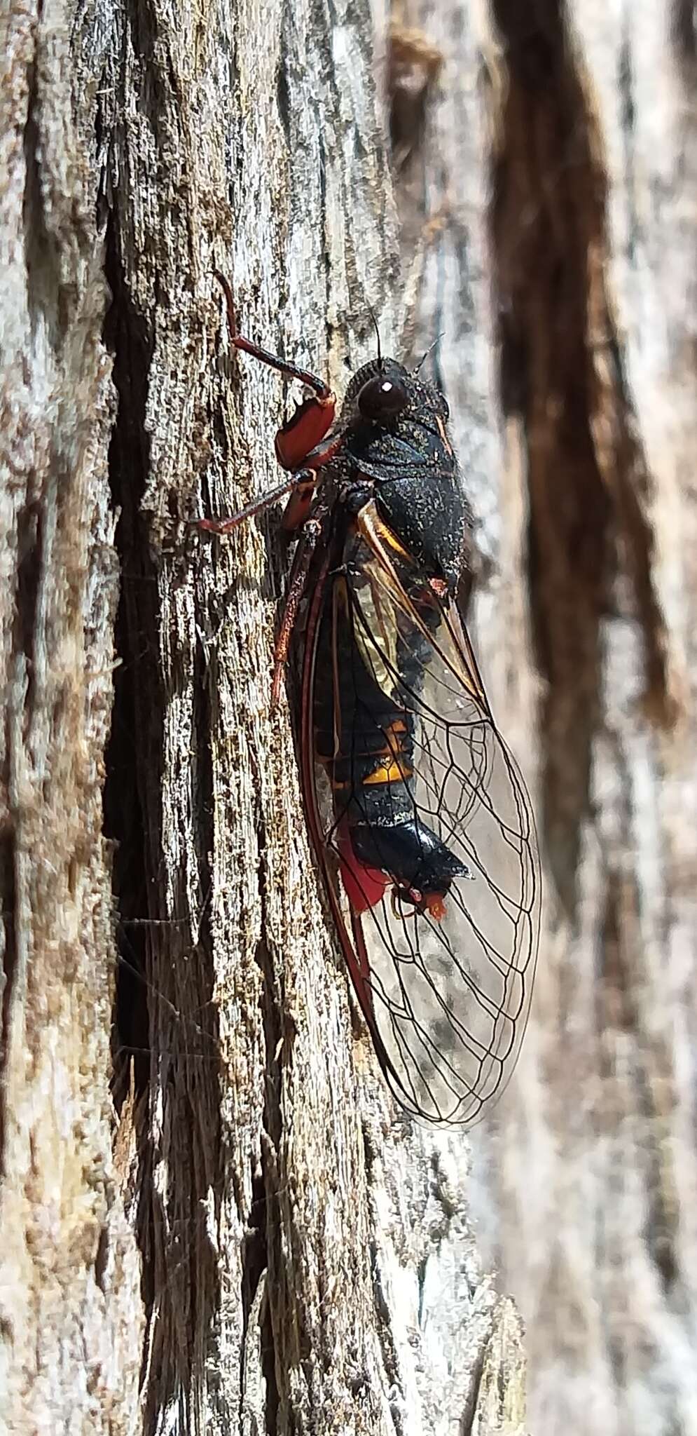 Image of Yoyetta loftyensis Popple & Emery 2020