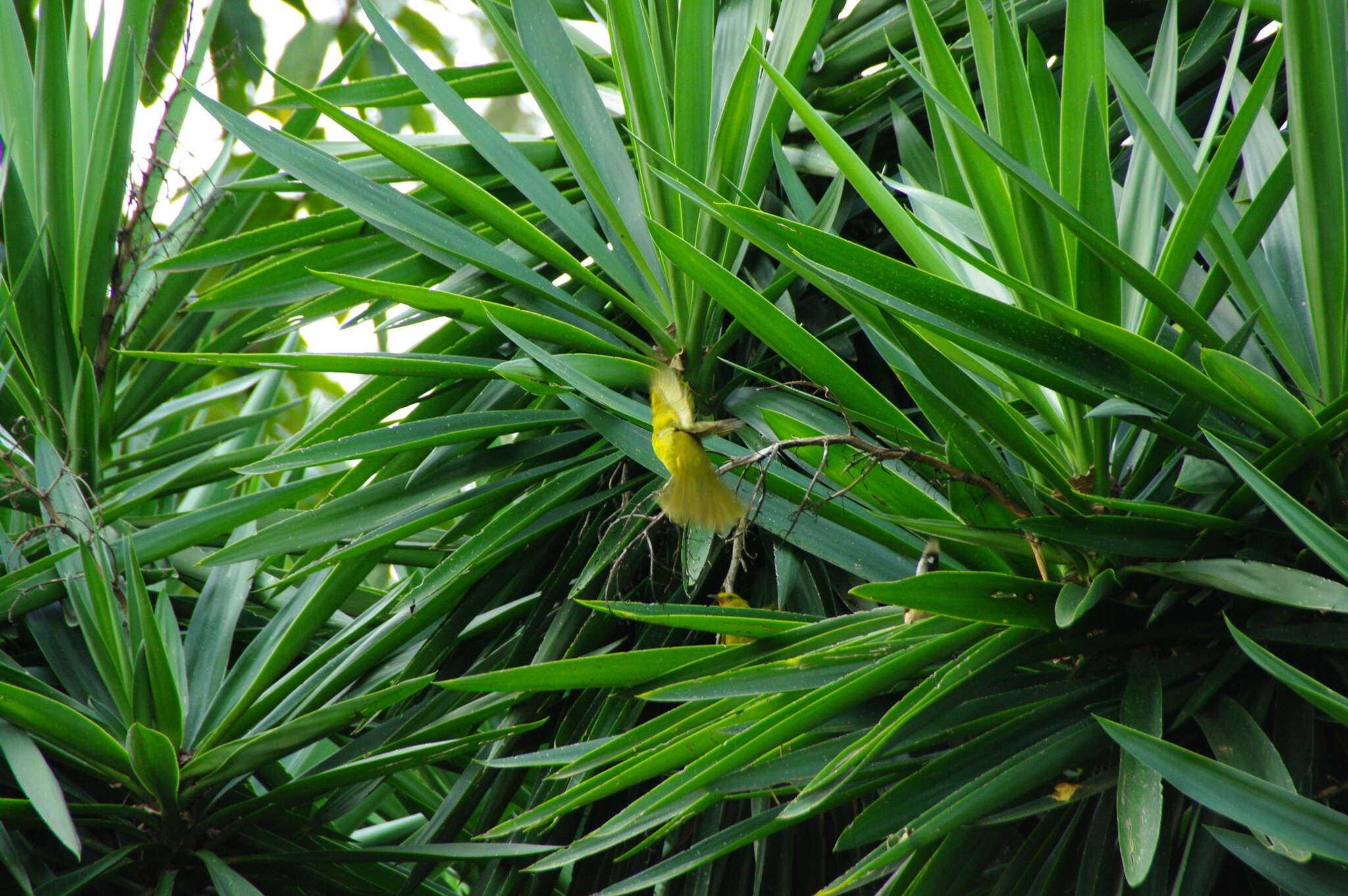 Слика од Chlorocichla laetissima (Sharpe 1899)