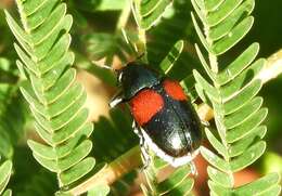 Megalostomis (Pygidiocarina) pyropyga Lacordaire 1848 resmi