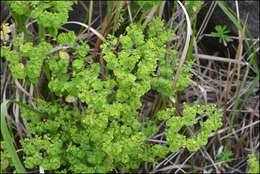 Слика од Euphorbia jolkinii Boiss.