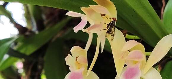 Maxillaria multicaulis (Poepp. & Endl.) C. Schweinf.的圖片