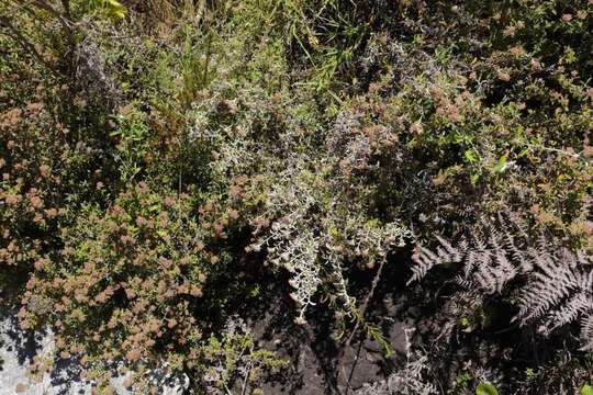 Image of Plecostachys polifolia (Thunb.) O. M. Hilliard & B. L. Burtt