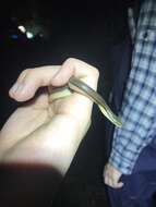 Image of Tonkin Mountain Keelback