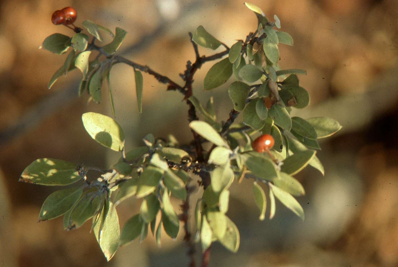 Image of pointleaf manzanita