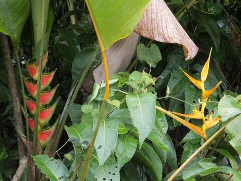 Heliconia wagneriana Petersen的圖片