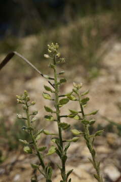 Слика од Alyssum hirsutum M. Bieb.