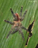 Image of Amazon Ribbed Spider