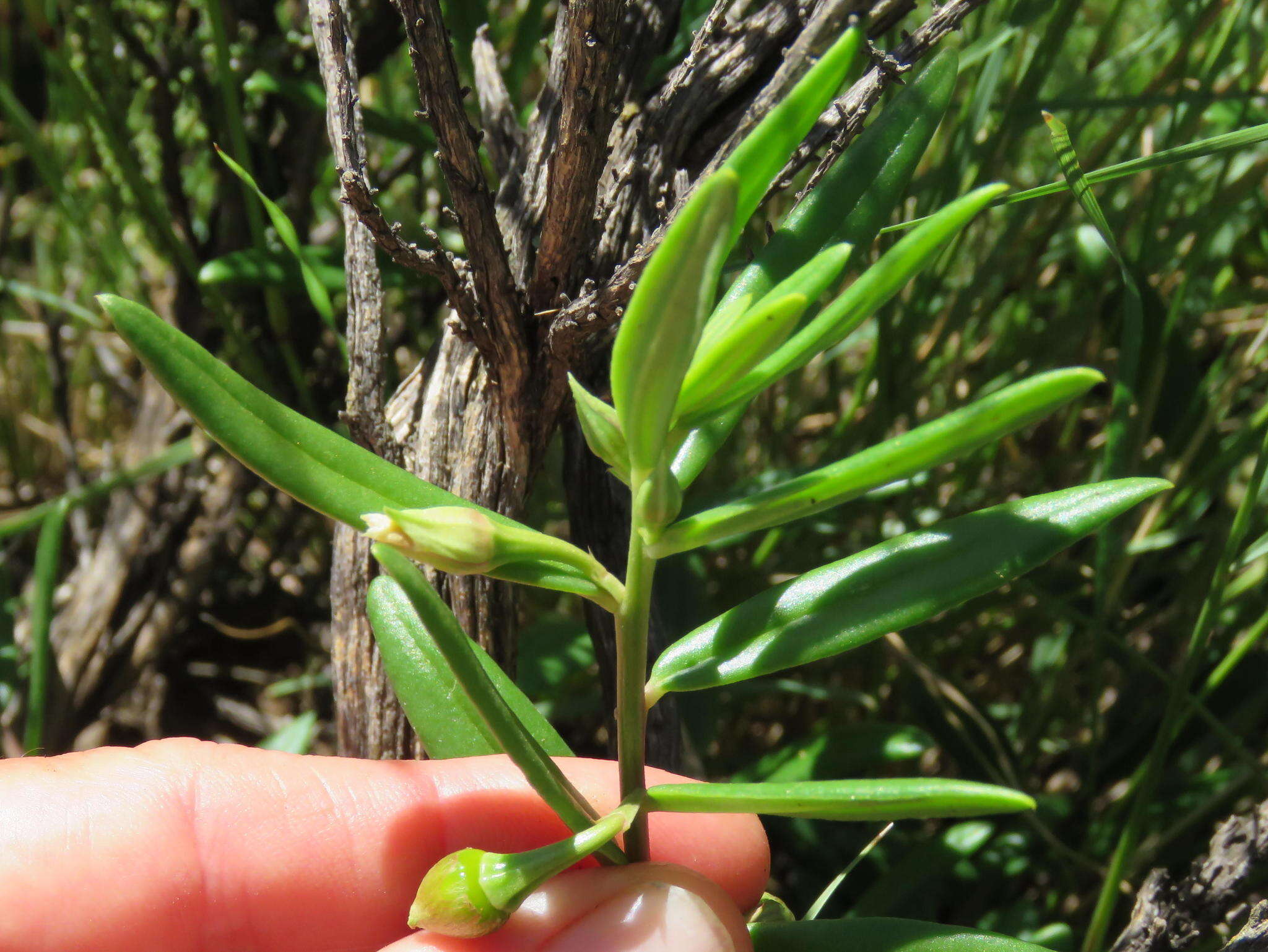 Image of Porcupine-root