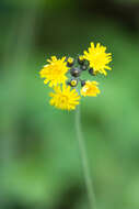 Image of Pilosella caespitosa (Dumort.) P. D. Sell & C. West