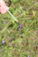 Image of Amata nigricornis Alphéraky 1883