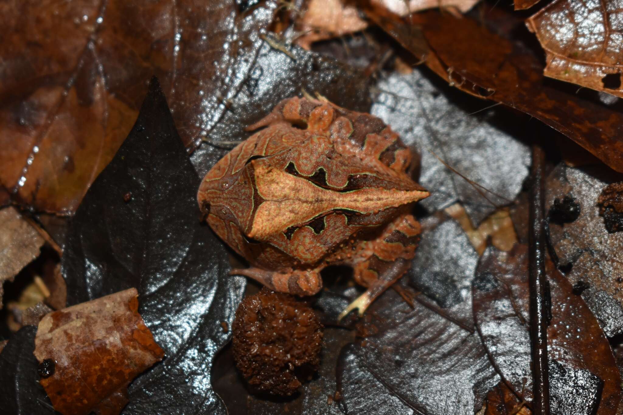 Image of Amazonian Horned Frog