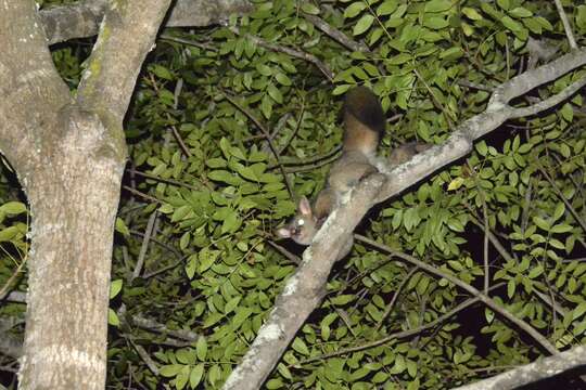 Image of Brown Greater Galago