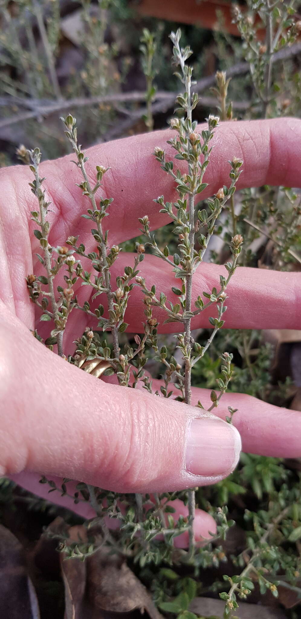 Plancia ëd Mirbelia oxylobioides F. Muell.