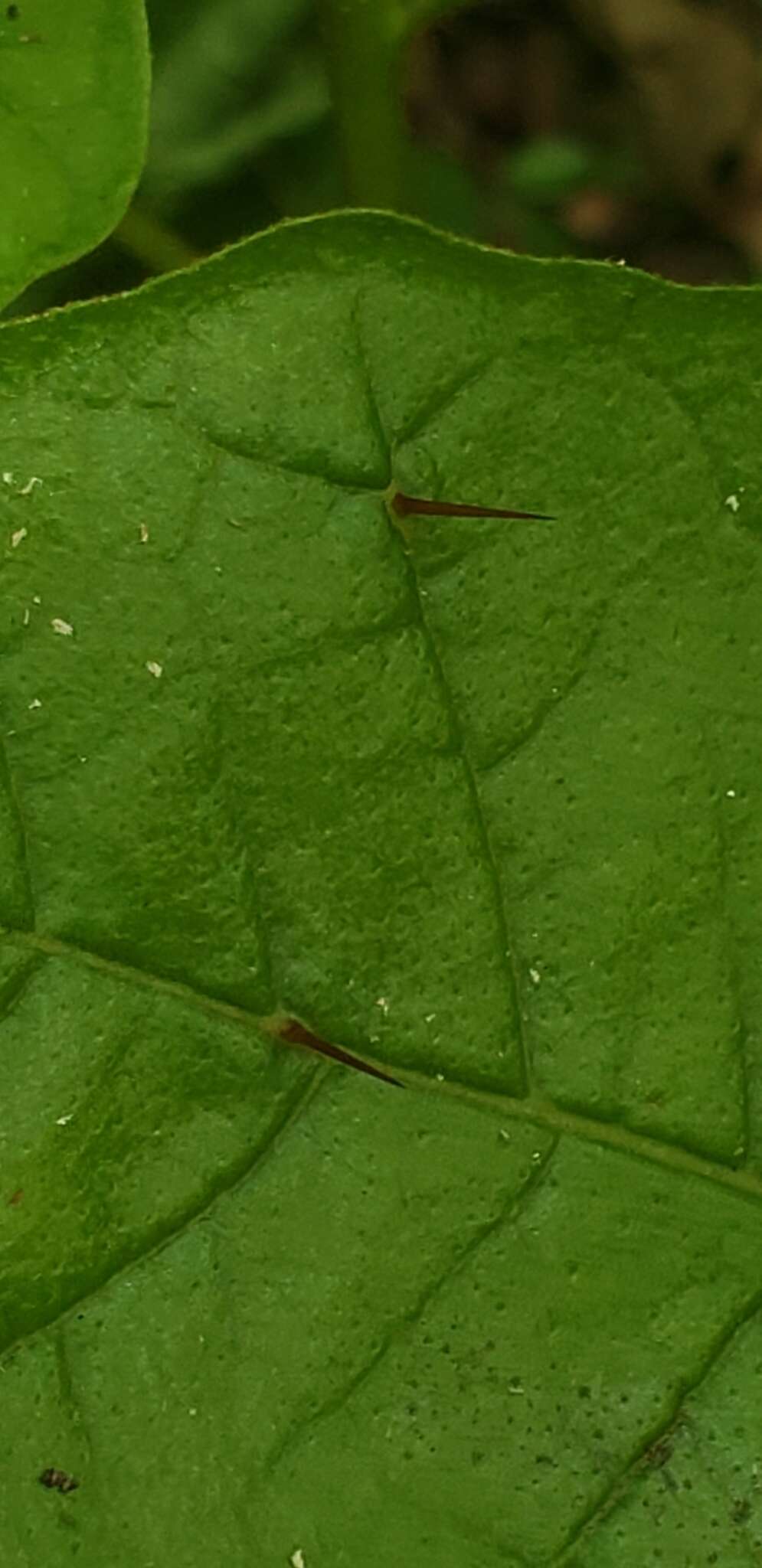 Image de Solanum polygamum Vahl