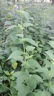 Image of purple giant hyssop