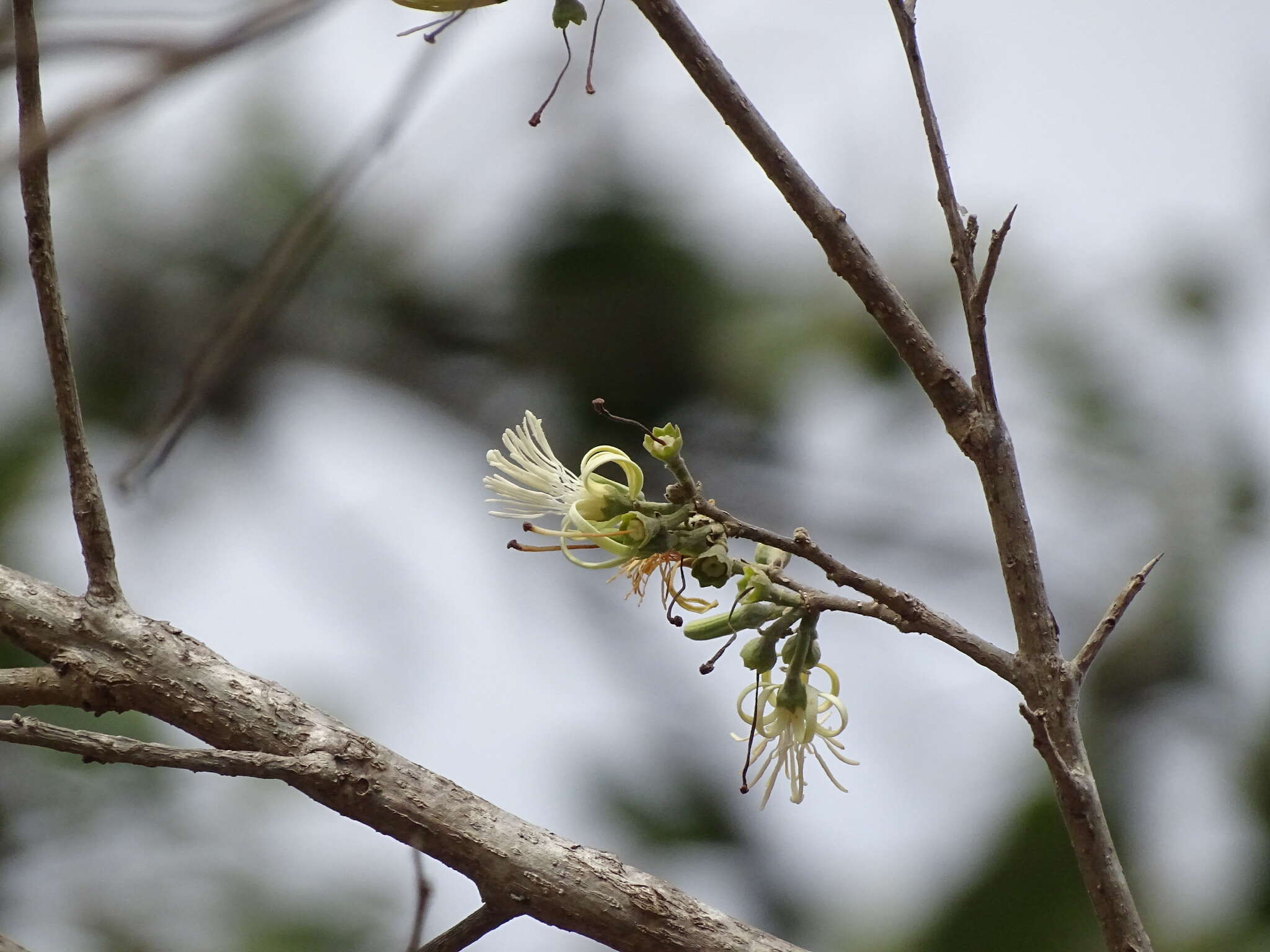 Image of Alangium salviifolium (L. fil.) Wangerin