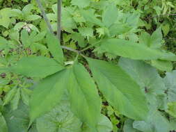 Image of Arisaema serratum var. serratum