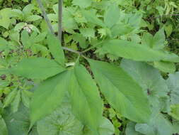 Arisaema serratum var. serratum的圖片