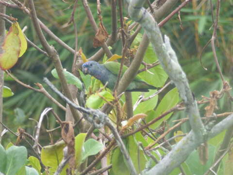 Image of Blue-headed Parrot