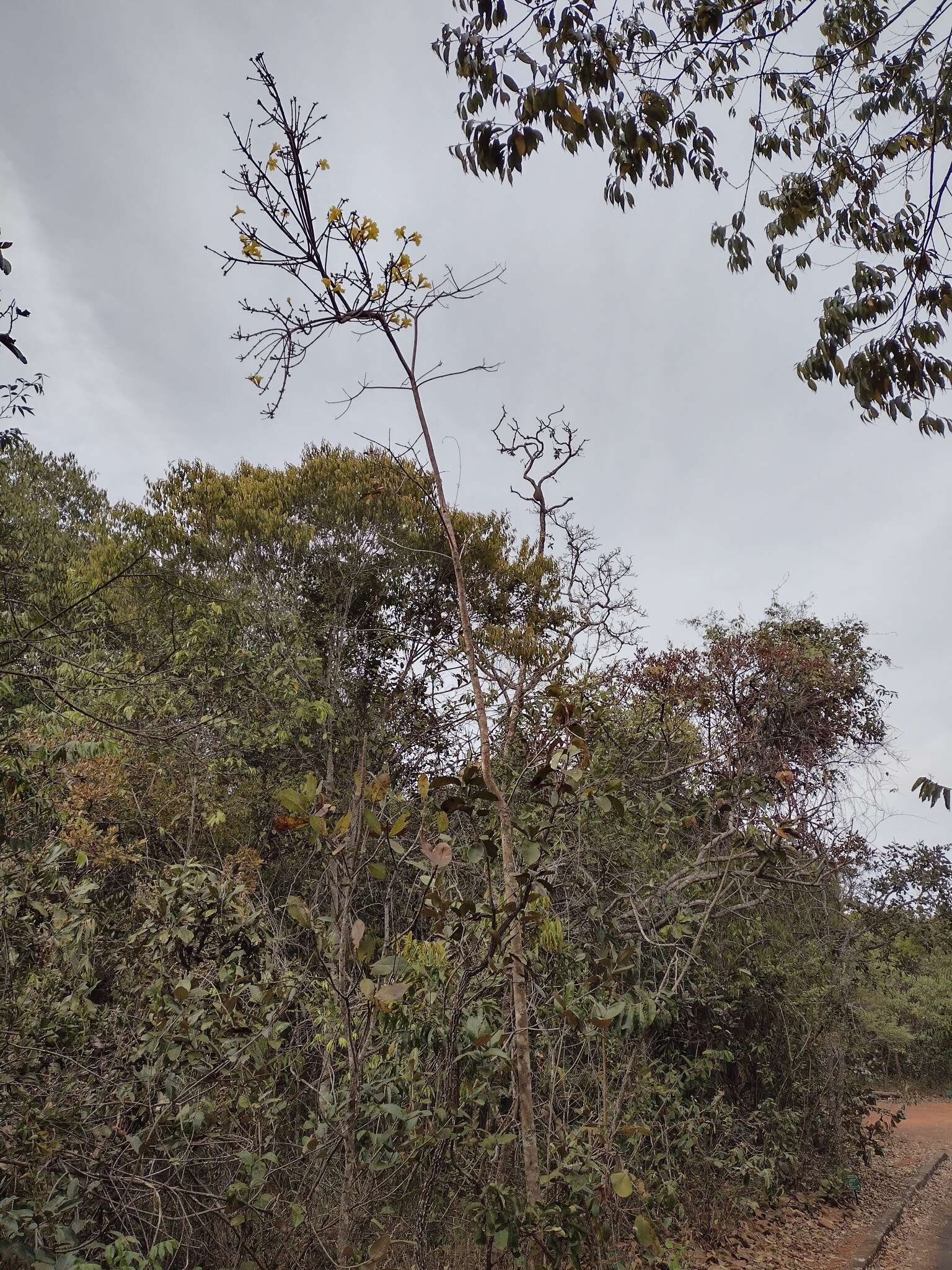 صورة Handroanthus serratifolius (Vahl) S. O. Grose