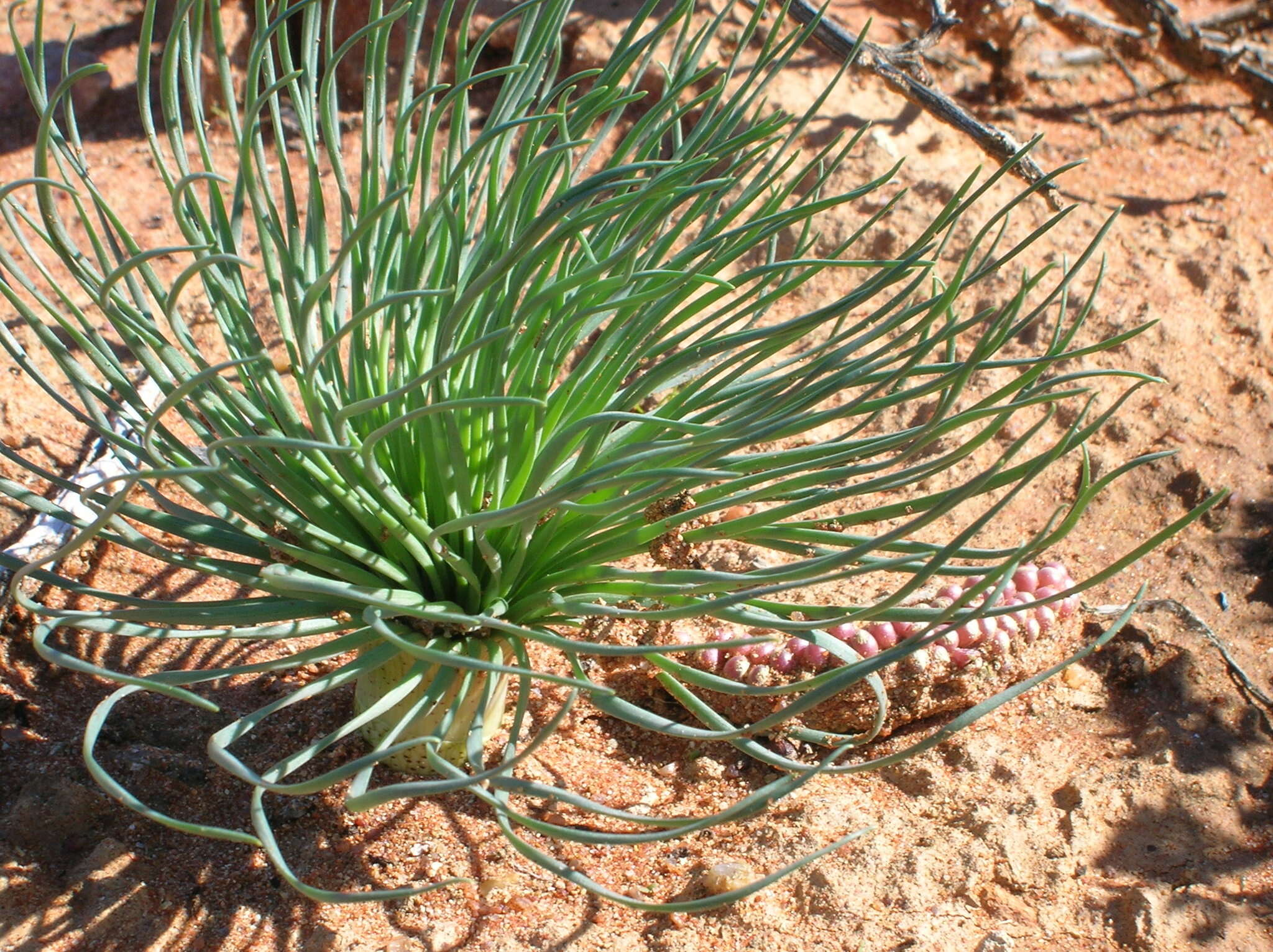 Image de Gethyllis grandiflora L. Bolus