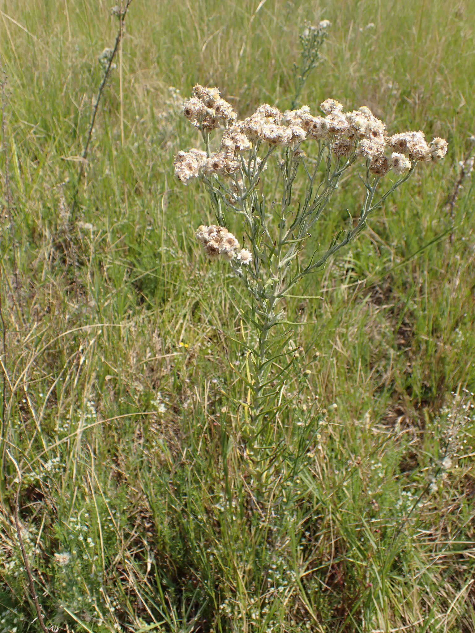 Слика од Pseudognaphalium oligandrum (DC.) O. M. Hilliard & B. L. Burtt