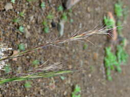 Image of Aristida nemorivaga Henrard