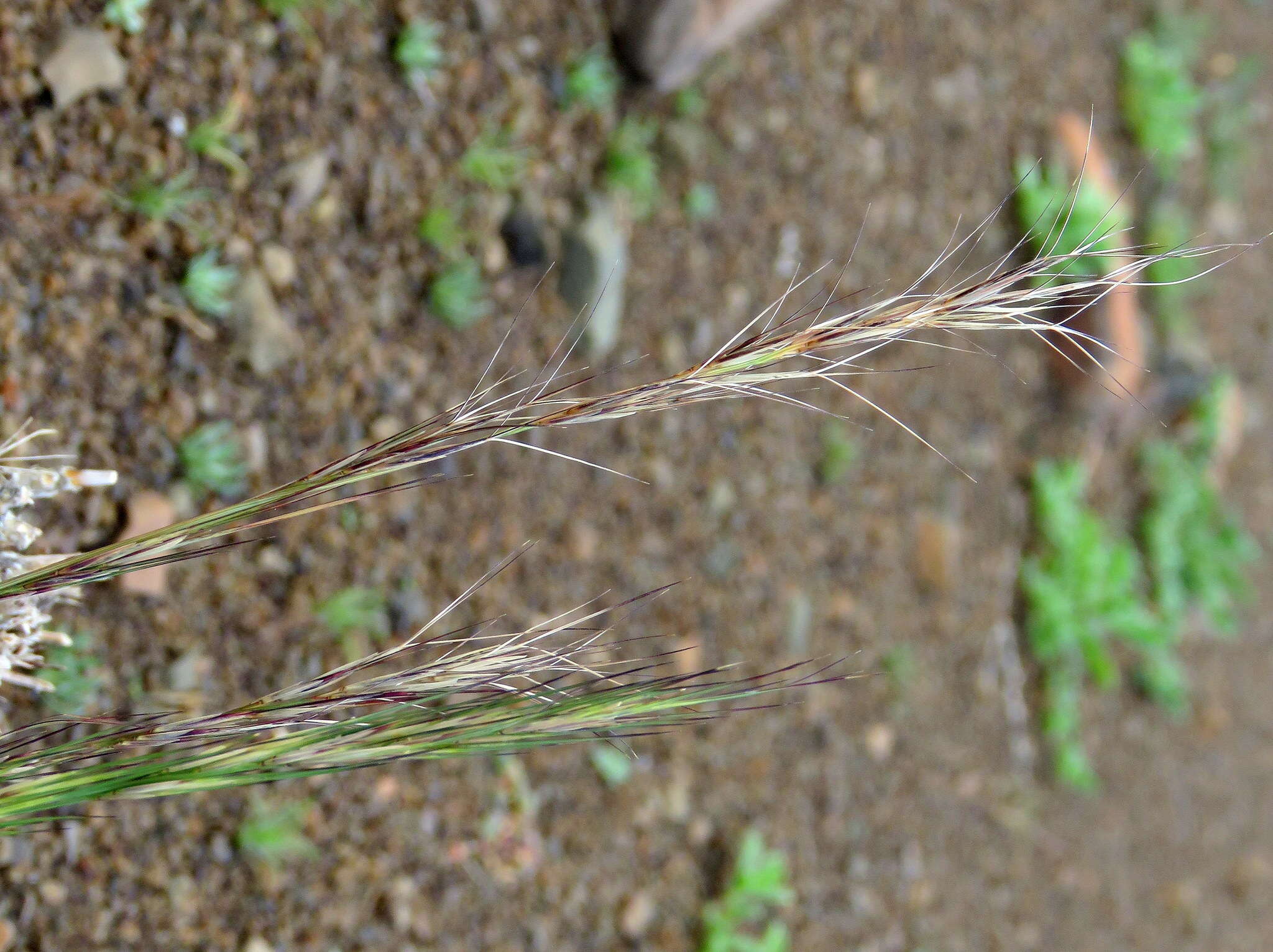 Image de Aristida nemorivaga Henrard