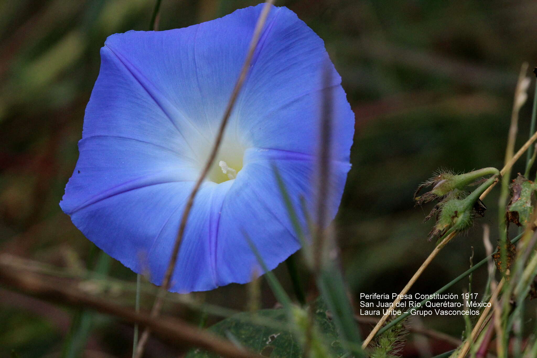 Image of Ololiuqui or Mexican Morning Glory