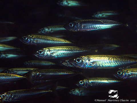 Image of Blue Jack Mackerel