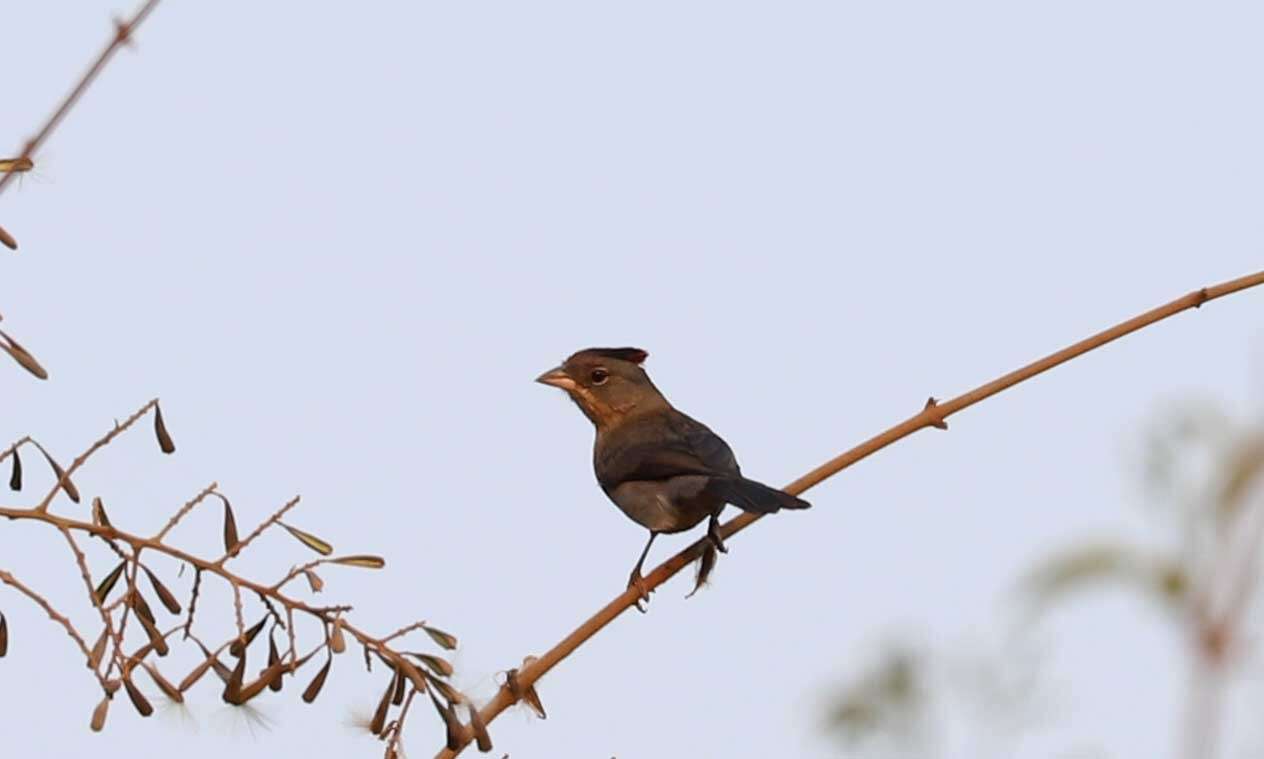 صورة Coryphospingus pileatus (Wied-Neuwied 1821)