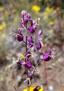 Image of most beautiful jewelflower