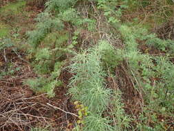 Image of San Diego sagewort