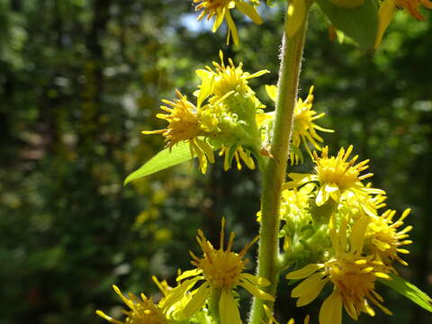 Image of stout goldenrod