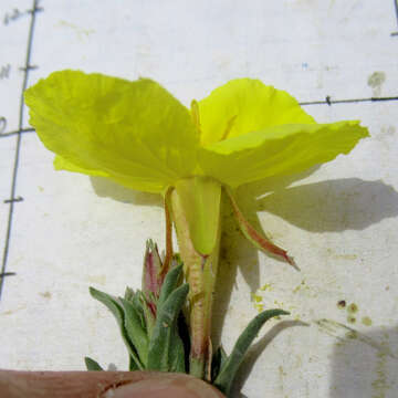 Image de Oenothera tubicula Gray