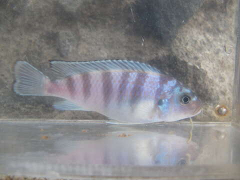 Image of Cichlid