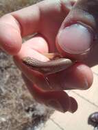 Image of Chalcides ocellatus ocellatus (Forskal 1775)