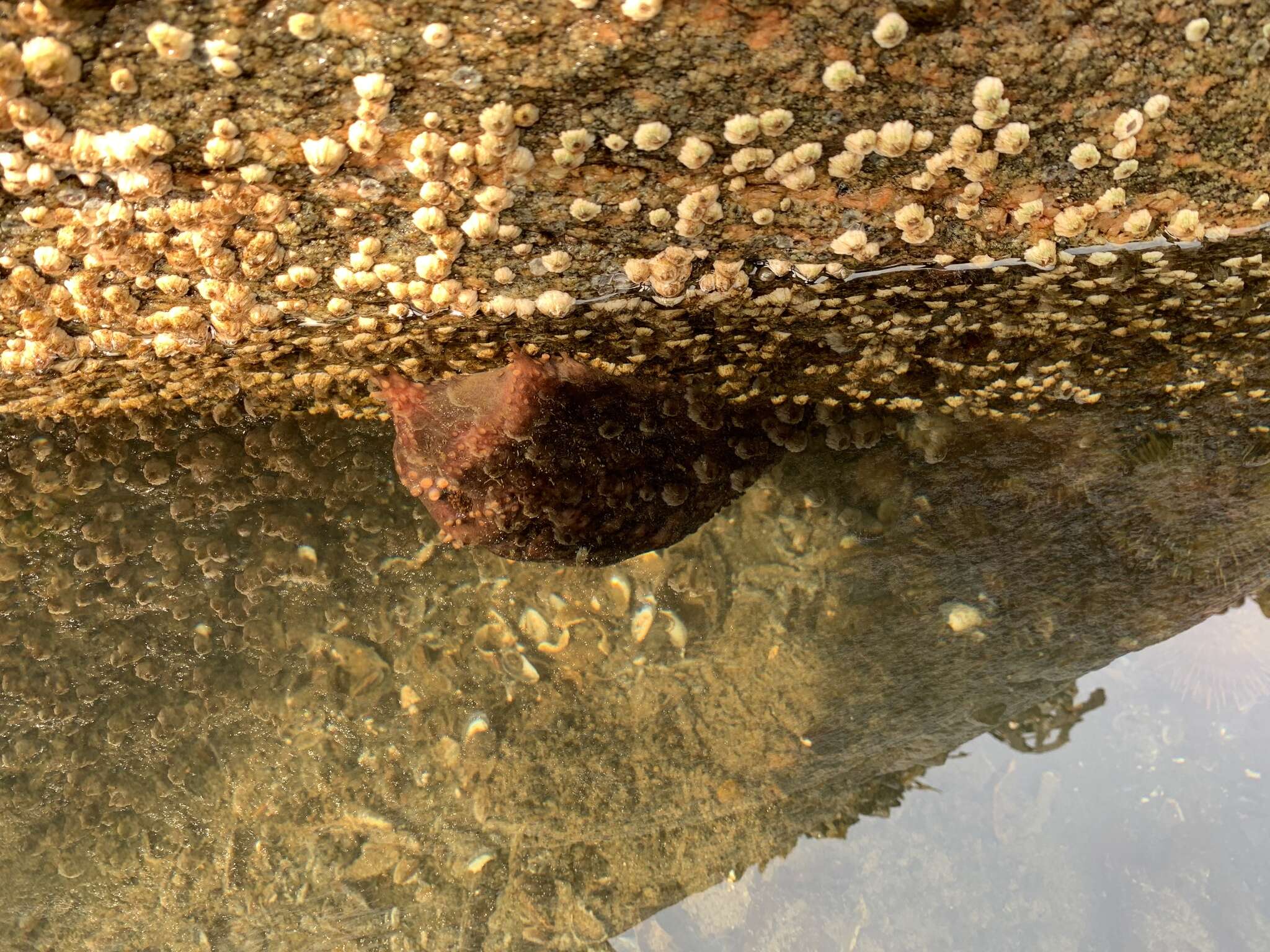 Image of Orange-footed sea cucumber